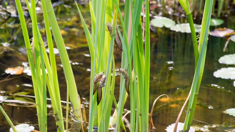 Die Invasion der Aliens_1 von Acki50 (35)