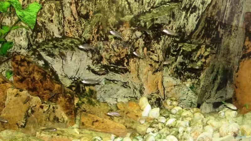 die jungen Cyps wenige Tage nach dem Einsetzen von Susanne Gillig (3)