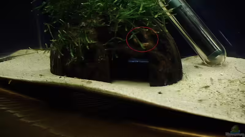 die jungen Garnelen beim fressen... von Torsten Bullmahn (27)