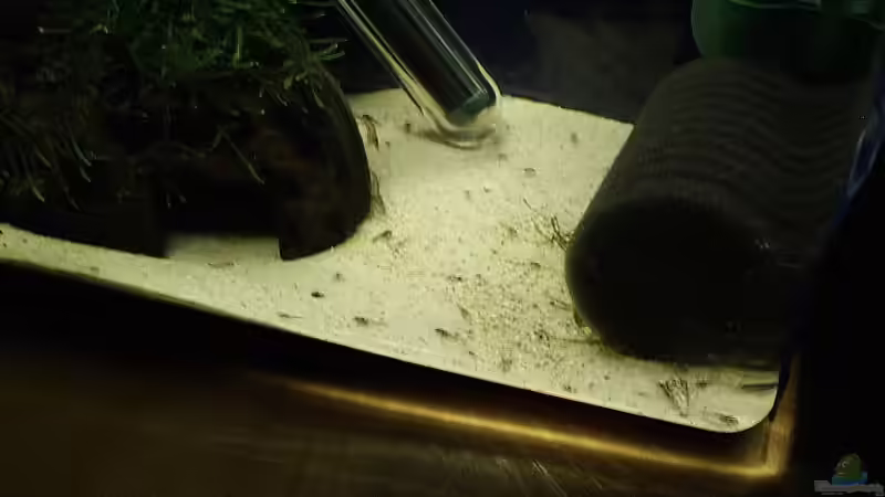 die jungen Welse beim gründeln... von Torsten Bullmahn (23)