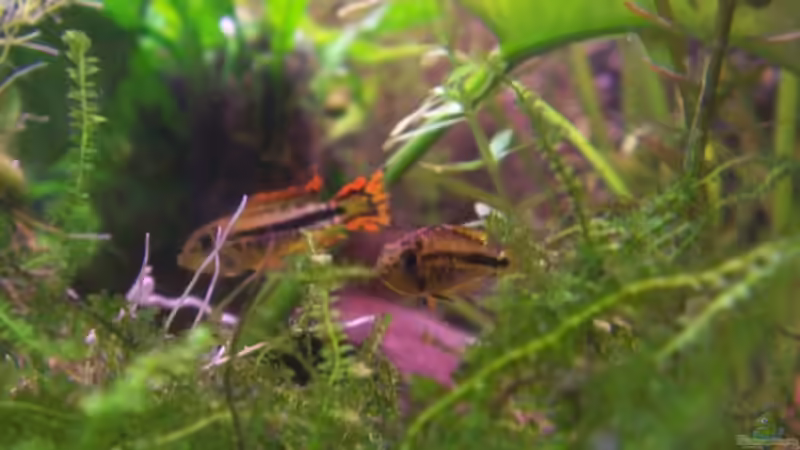 Die Jungfische. Ca. 5 Monate alt. von Jana_ (21)