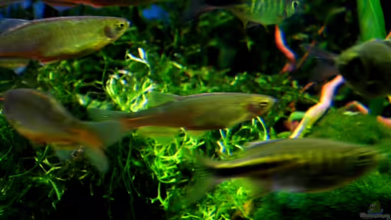 Die Jungs sind sehr schwer abzulichten von snooze (40)