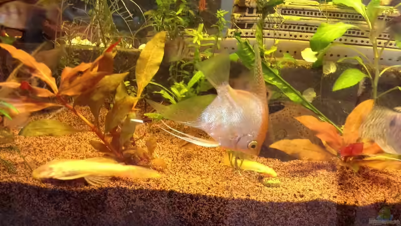 Die Kämpferin;) skalar  von Ceylon (78)