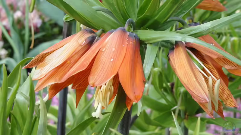 Die Kaiserkrone als natürlicher Wühlmausschreck