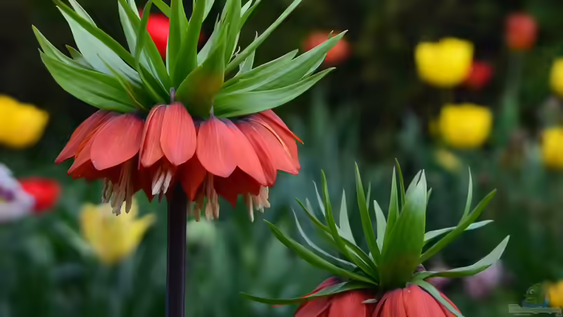 Die Kaiserkrone als natürlicher Wühlmausschreck