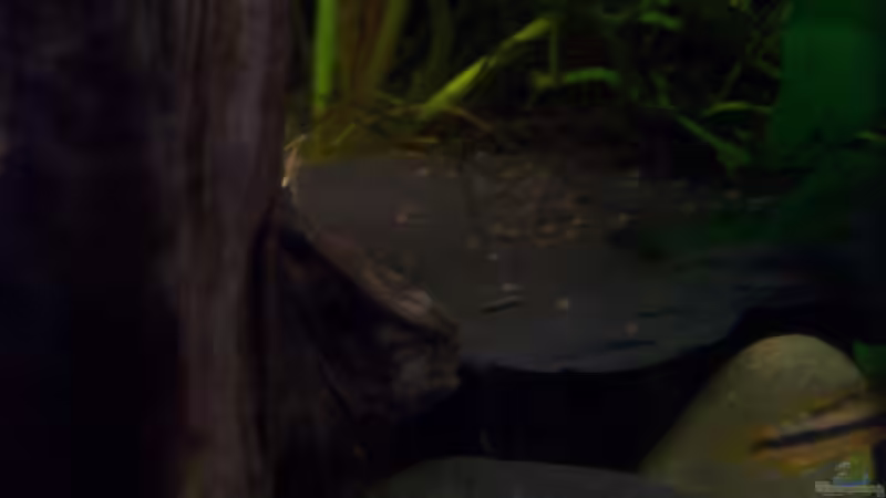 Die Kakadubabys! von Jana_ (18)