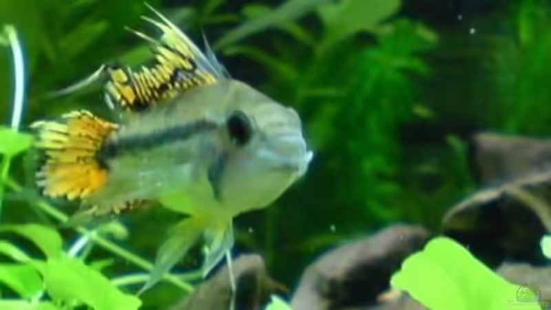 Die Kakadudame konnte ich leider nicht fotografieren,die sitzt in der Höhle und von Rico (26)