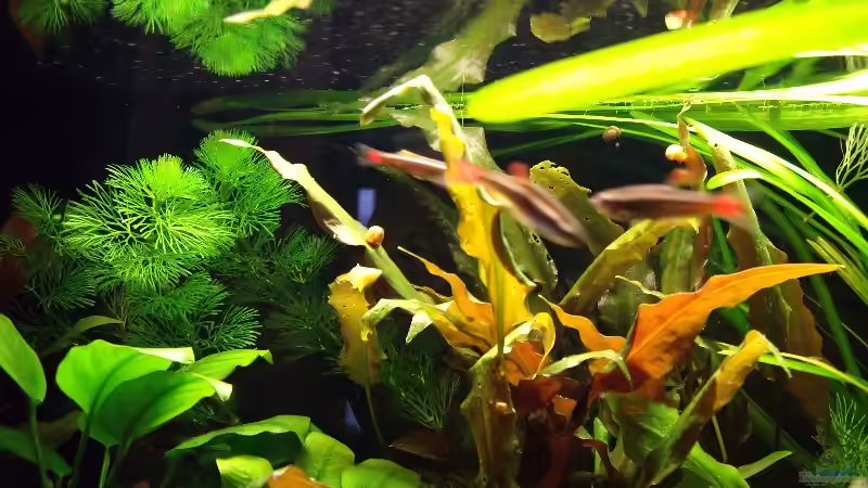 Die Kardinalfische sind ganz schön schnell!!! von Fabian Held (12)