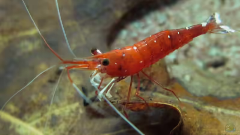 Die Kardinalsgarnele eine Schönheit im Sü??wasser