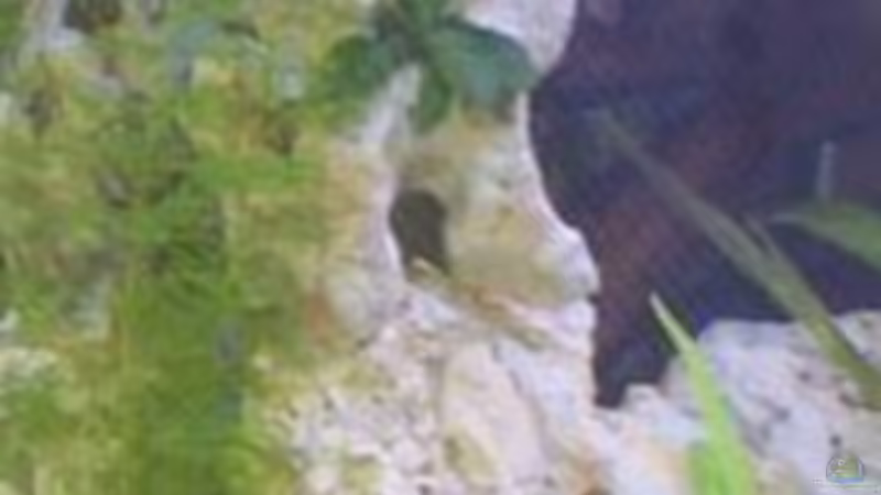 Die Karolina-Haarnixe...ist noch nicht angefressen worden! :) von Peters Laden (15)