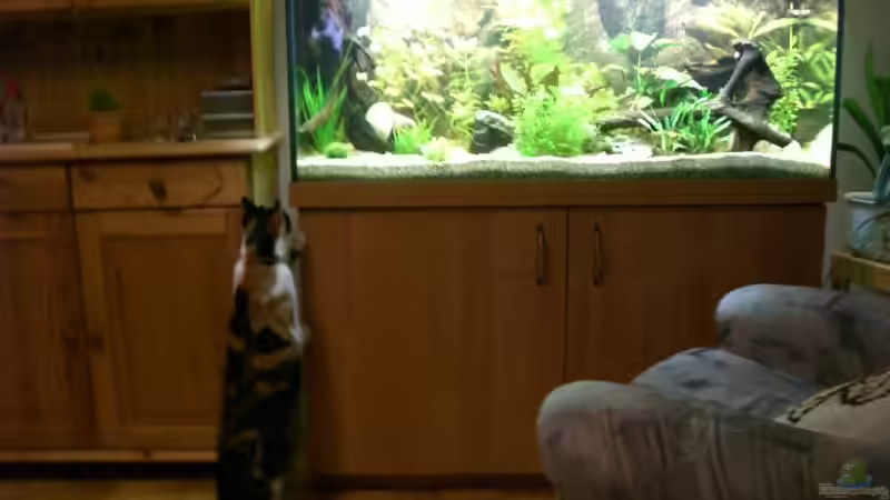 die Katze hat auch ihre Freude!! von Stephan Fehringer (5)