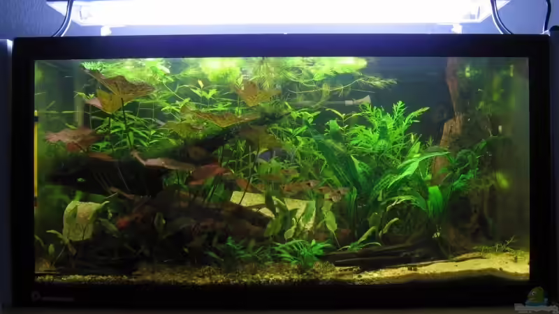 Die Keilfleckbarben sind eingezogen (05.10.2008) von vincent (5)