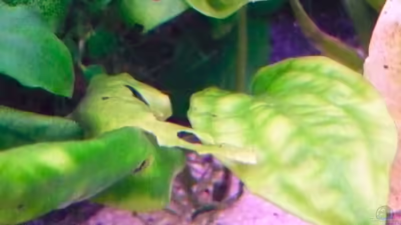 Die kenne ich auch nicht! von Claas Harmsen (7)