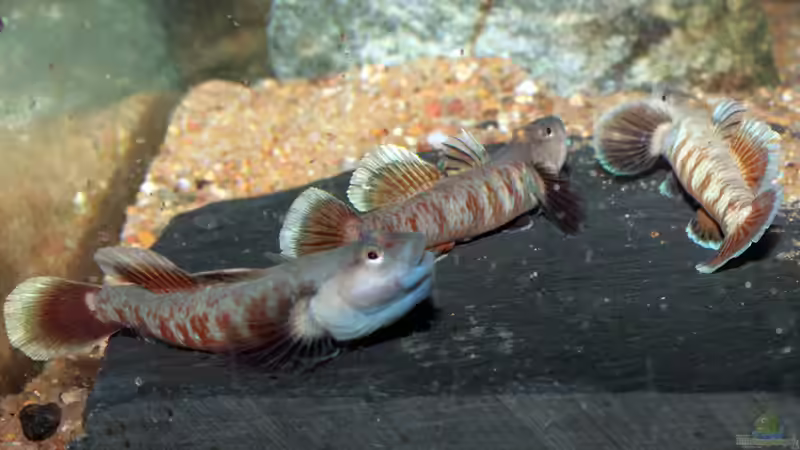 Die Kerle bei ihrer Lieblingsbeschäftigung: Angeben von Ferrika (4)