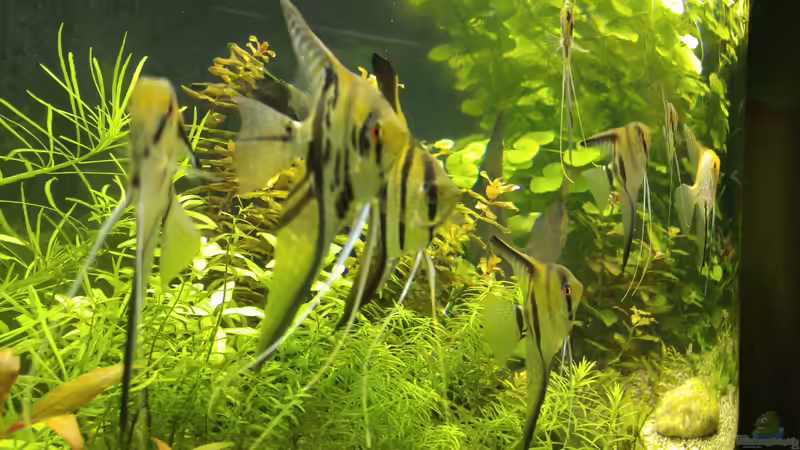 Die Kinder von Standard (10)