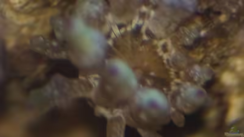 die kleine Anemone von FrischFisch (2)