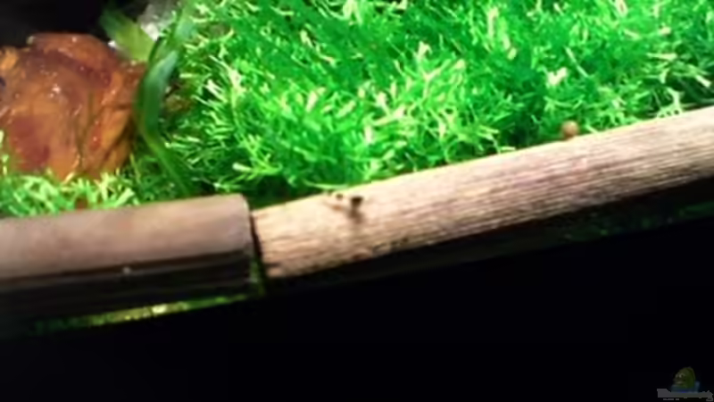 Die kleine Hummel von Michael Boysen (3)