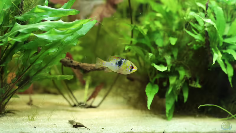 die kleine Lady von INGE (10)