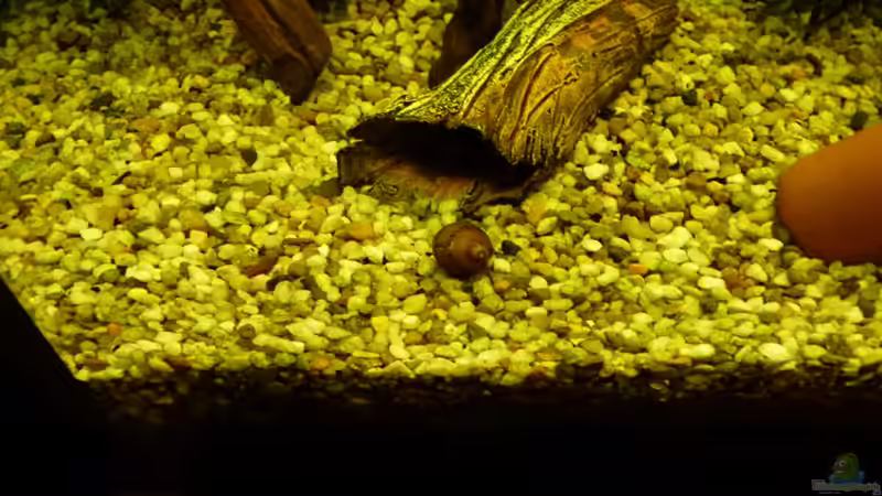 die kleine Rennschnecke von Josef Braun (28)