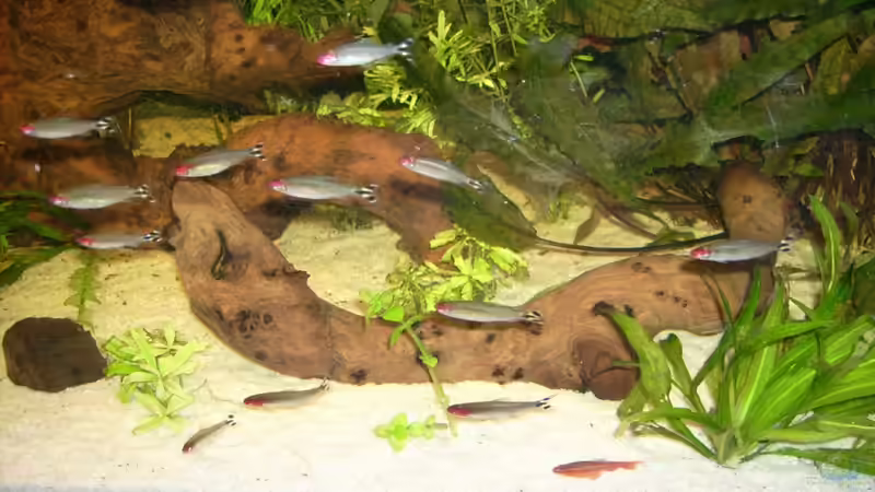 die kleine wurzel von Manuela Kutschke (5)