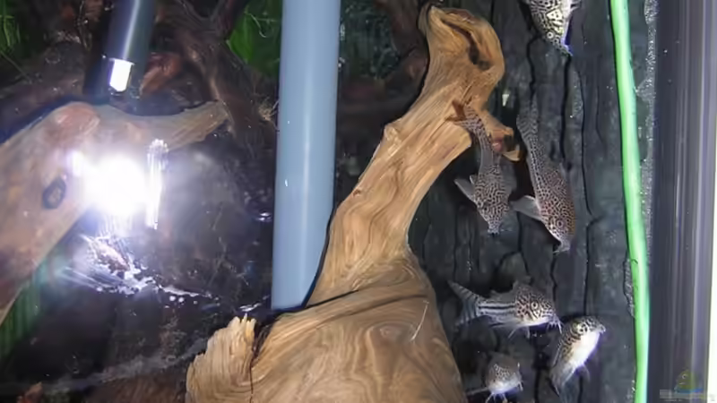 Die Kleinen aufgeweckten!!! von Antje und Daniel (28)