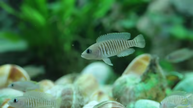 die kleinen Buddler und ihr Oberhaupt von fisch (18)