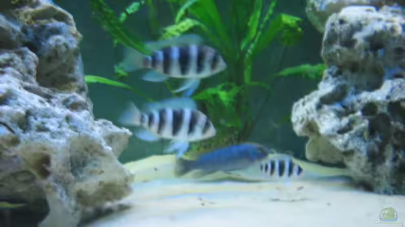 DIE KLEINEN BURUNDI FRONTOSA 6 STREIFEN von Marvin Michel (2)