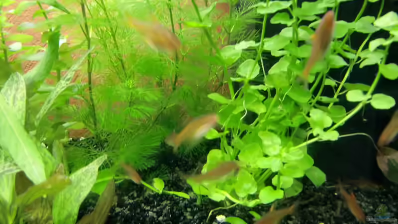 Die kleinen Feuertetras (ca, 2,5 cm) von kili (7)