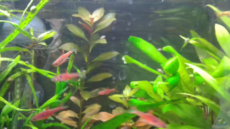 die kleinen Flitzer lassen sich schwer knipsen von cafesoleil (7)