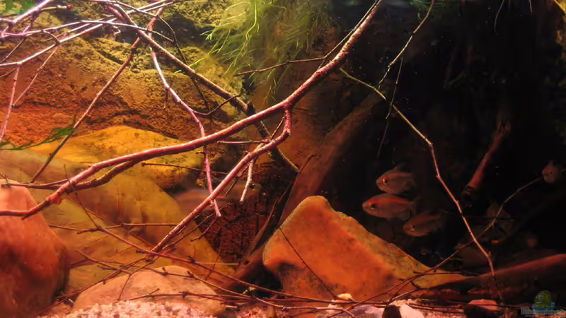 Die kleinen halten Ausschau :) von Alex S (17)