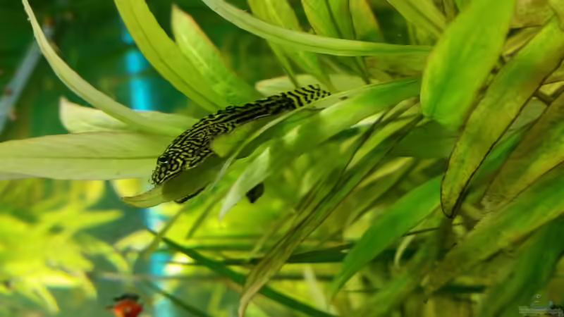 die kleinen mögen es auf Blättern zu sitzen von SvenDerGroße (17)