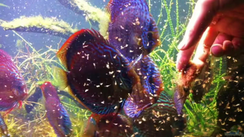 Die kleinen Monster beim fressen ;) von Dani B (50)