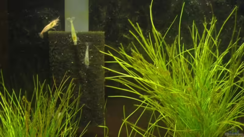 Die kleinen Nelen :) von Christian Dobler (6)