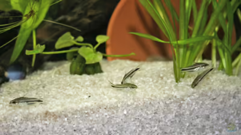 Die kleinen Pygmänenzwergis von Garnelenmami (16)