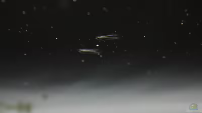 die kleinen Racker,das Auswachsen des Unterkiefers beginnt von Falk (16)