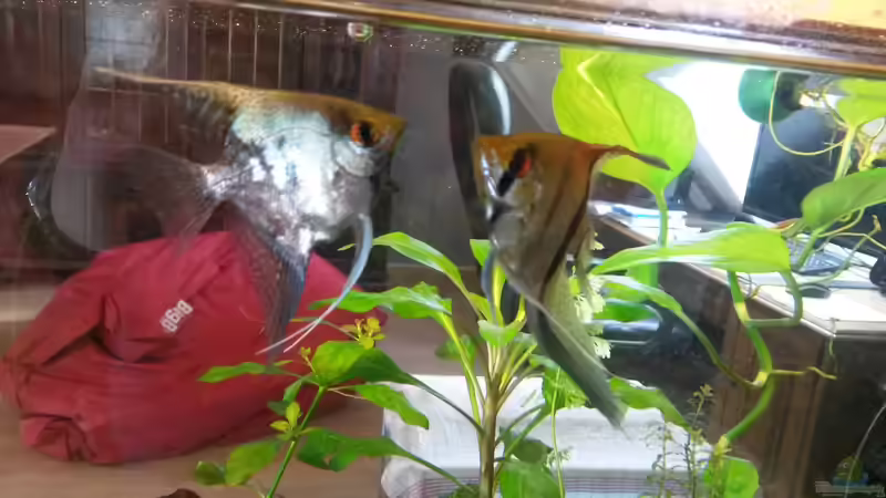 die kleinen Skalare  von Ceylon (79)