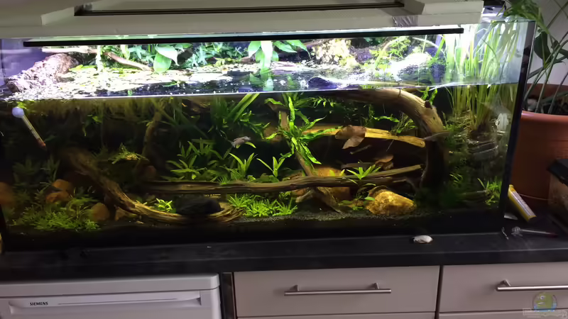 Die kleinen Sprotten mal im Verhältnis von Harald Kästner (3)