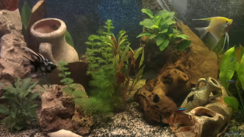 die kleinen von Franz Napf (15)