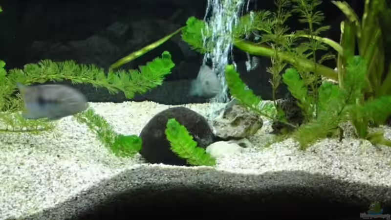 die kleinen wühler von Dominik Bögershausen (3)