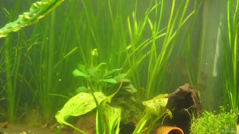 die kleinere Wurzel mit Kokosnusshöhle und aufliegenden Schieferstein von chrisi01 (6)