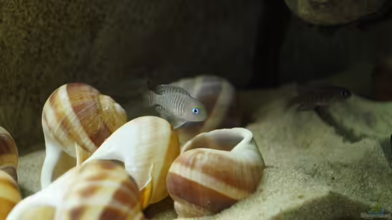 die kleinsten von Thorsten T (15)