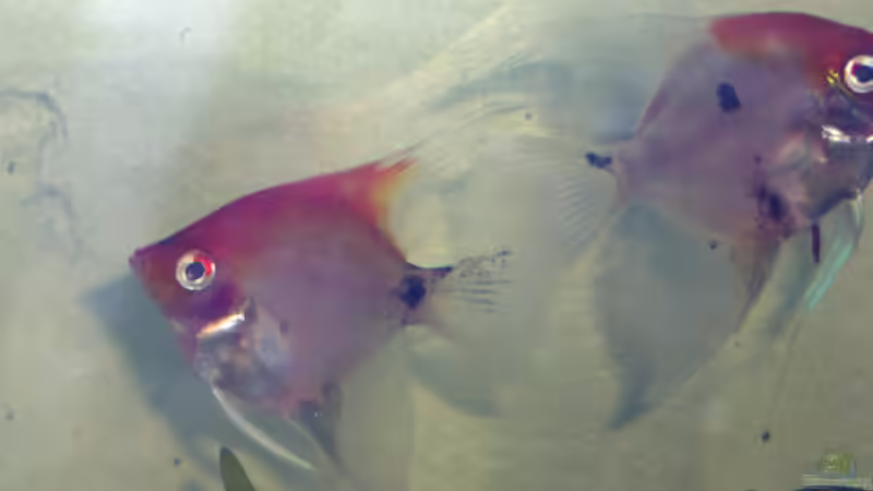 Die Könige im becken!! von Andreas Müller (2)