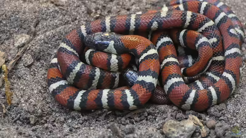 Die Königsnattern der Gattung Lampropeltis: Meister der Tarnung und Eleganz