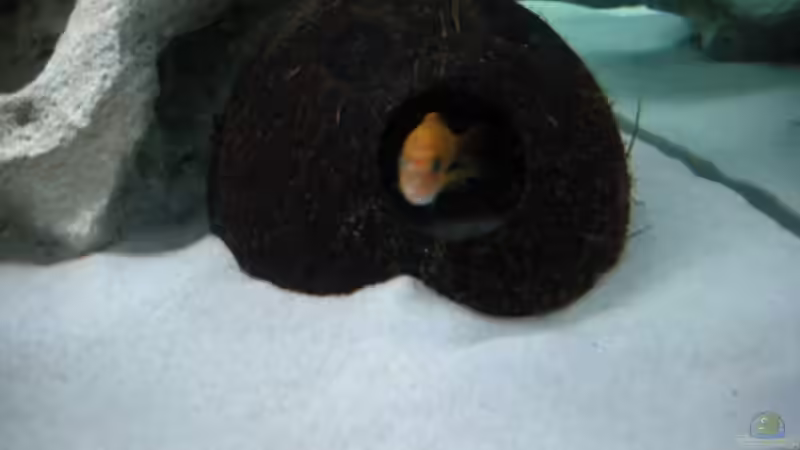 Die Kokosnuss von Meike_R (31)