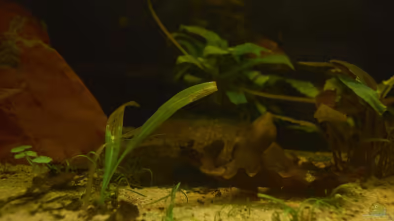 Die Kokosnusshöhle von Enrico Friedrich (17)