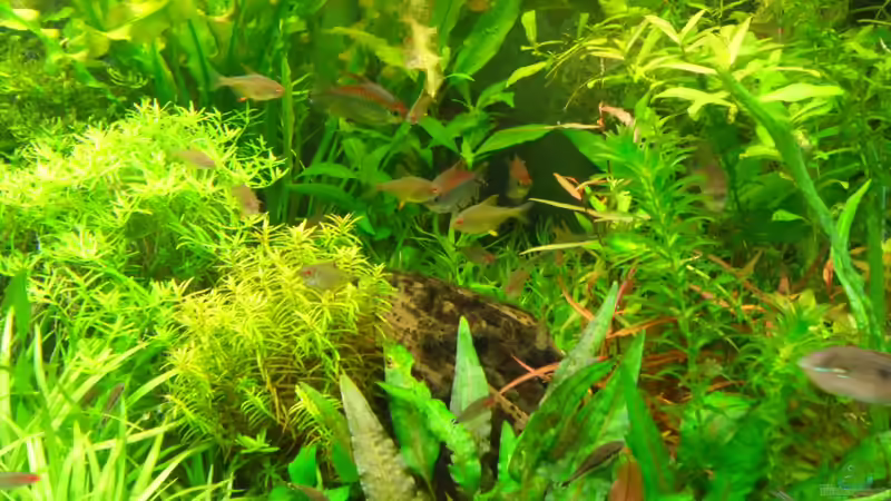 die Kongos im Rückzugsgebiet neben dem Aponogeton von Bungi (49)