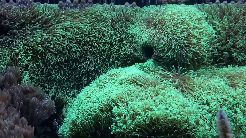 die Koralle nimmt die Pumpe in Beschlag ! liebe grüße an alle Aquarium Freunde von urbi (31)