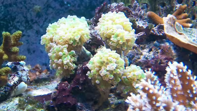 Die Koralle steht jetzt unten links  von Salvatore Fuso (12)