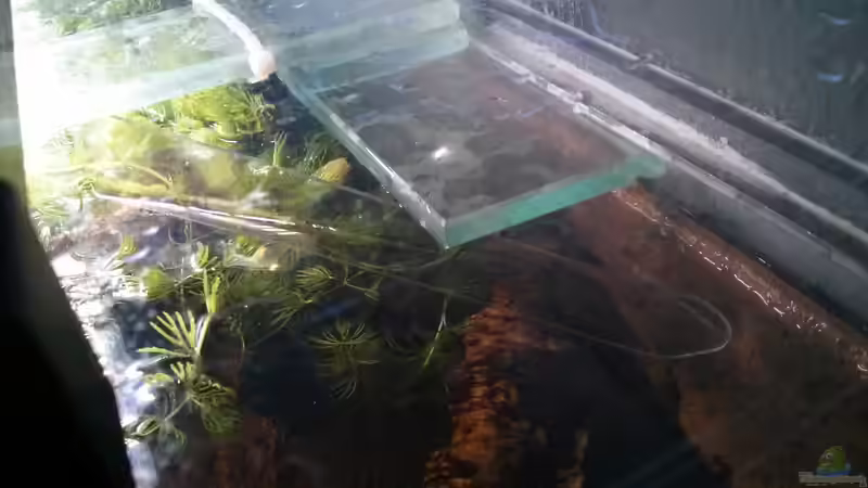 Die Korkröhre ist mit Distanzstücken am Rahmen eingeklemmt ,ich hab sie aus den von AquaTobi90 (38)