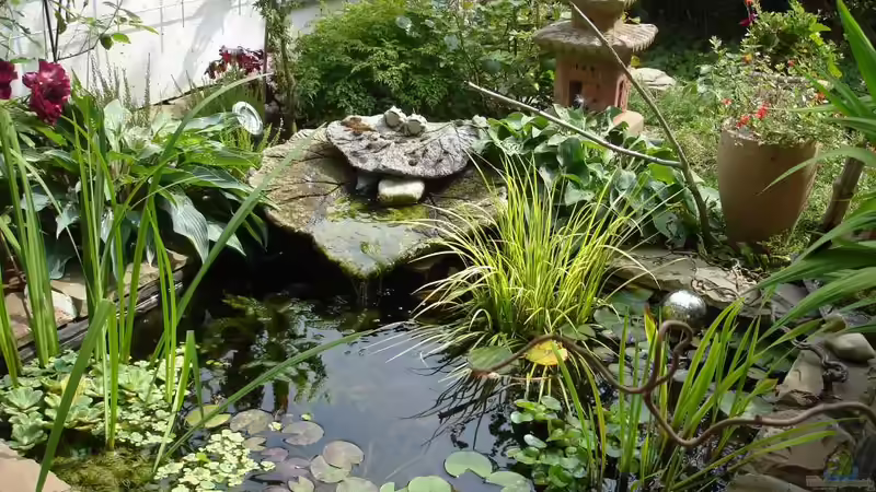 Die Kosten eines kleinen Gartenteiches - Ein Leitfaden für Gartenliebhaber